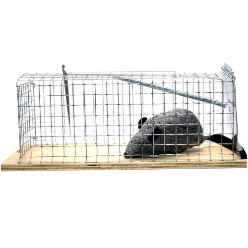 Humánus patkányfogó | Swissinno